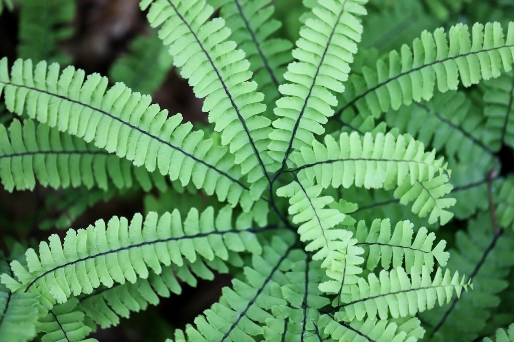 fern fronds, fronds, leaves, maidenhair fern, real fern, plant, green, leaf, nature
