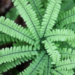 Home 15 fern fronds, fronds, leaves, maidenhair fern, real fern, plant, green, leaf, nature