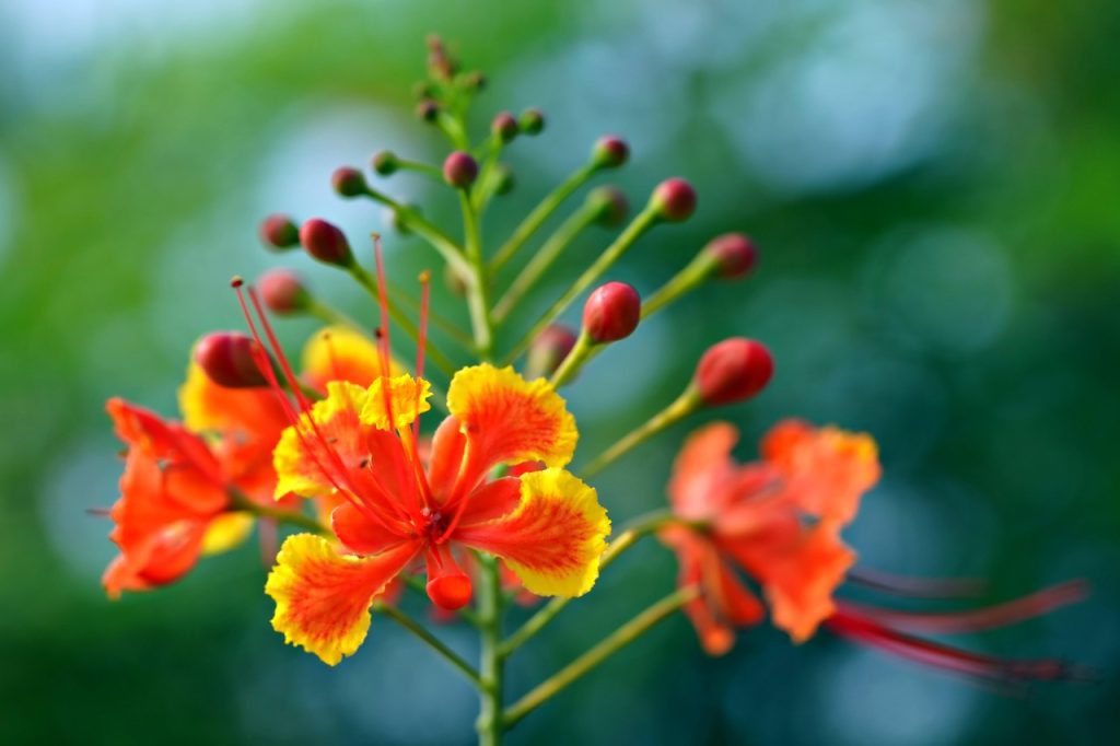 peacock flower, flora, nature, orange