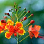 peacock flower, flora, nature, orange