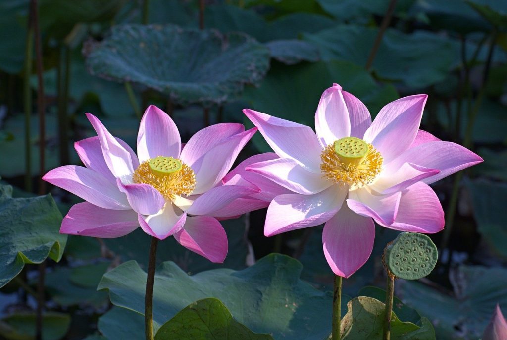 How to Get the Full Health Benefits of Sacred Lotus 1 Benefits of Sacred Lotus