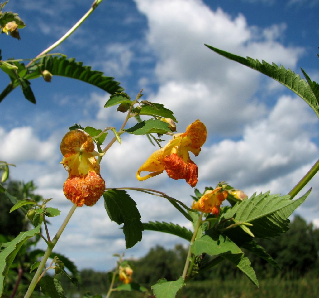 From Rashes to Burns: Medicinal Uses of Jewelweed You’ll Love 5 Jewelweed