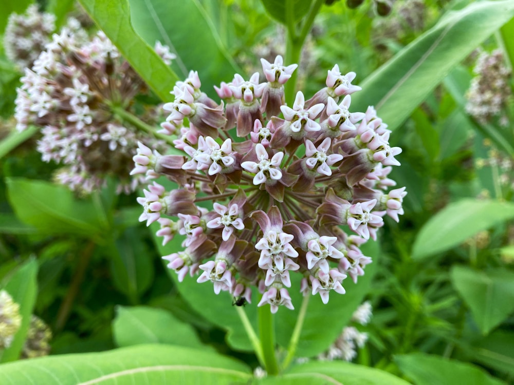 Exploring Milkweed Medicinal Uses: A Forgotten Herbal Remedy 1 Milkweed Medicinal Uses