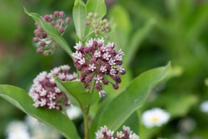 Exploring Milkweed Medicinal Uses: A Forgotten Herbal Remedy - The