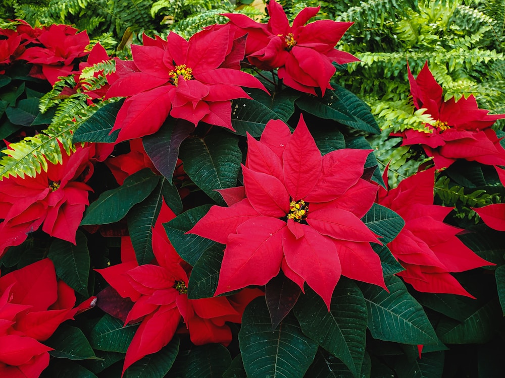 Poinsettia Medicinal Uses and Benefits: More Than Just a Holiday Decoration 5 Poinsettia Latex