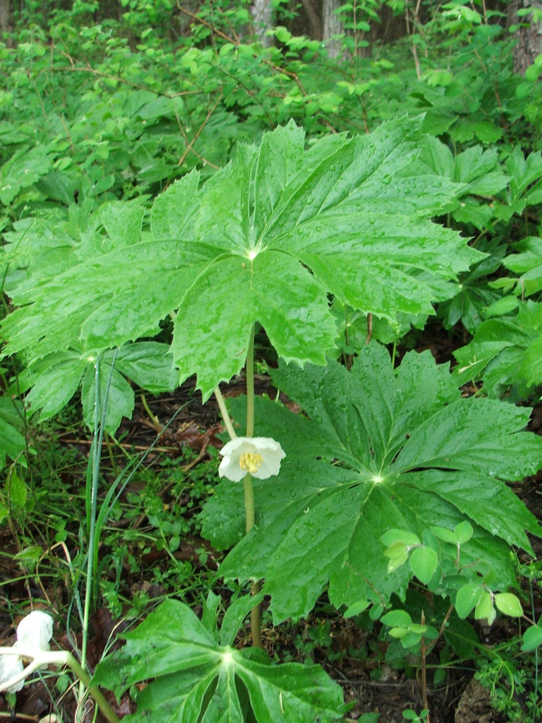 Mayapple Medicinal Uses: Discover the Healing Power of This Wild Herb 5 medicinal wild plants