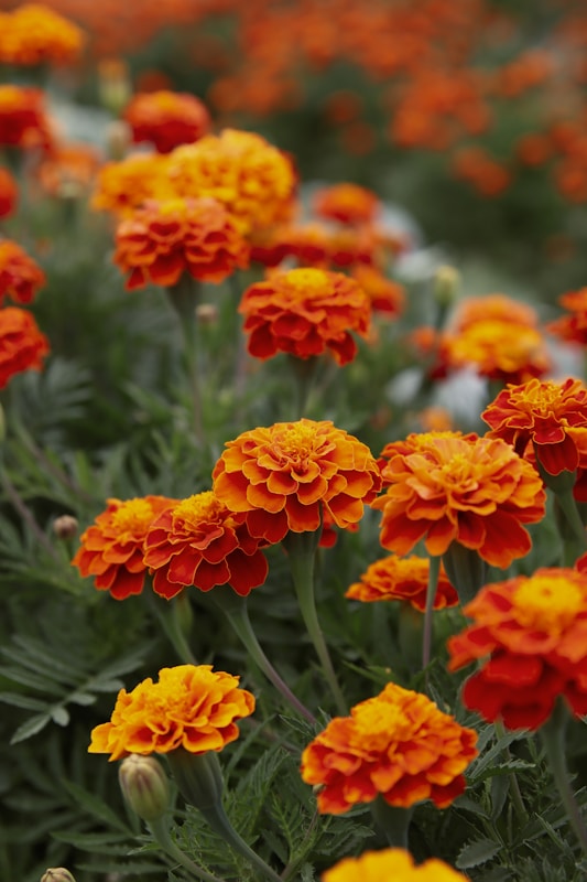 Discover the Powerful Health Benefits of Marigold for Natural Healing 1 Health Benefits of Marigold