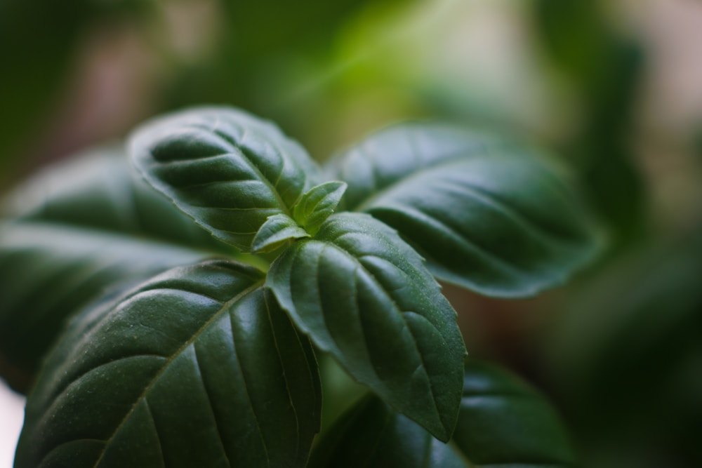 Why Sweet Basil Is a Must-Have Herb for Every Home Cook 5 Health Benefits of Sweet Basil