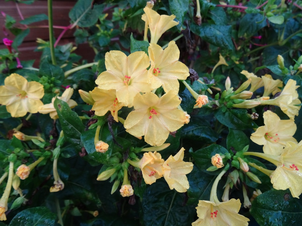 Discover the Hidden Wonders of the Four O'Clock Plant: A Colorful Healer in Your Garden 1 Four O'Clock Plant