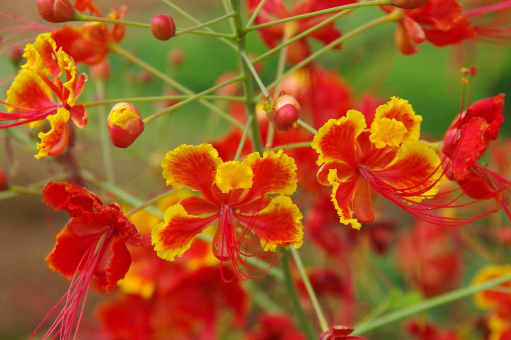 Peacock Flower Benefits You Didn’t Know: A Natural Remedy Guide 1 Peacock Flower Benefits