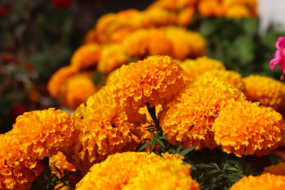 Discover the Powerful Health Benefits of Marigold for Natural Healing 5 Photo by Anushka Sharma