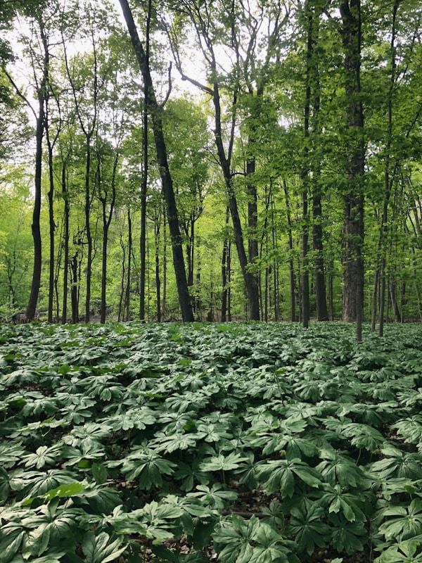 Mayapple Medicinal Uses: Discover the Healing Power of This Wild Herb 1 Mayapple Medicinal Uses