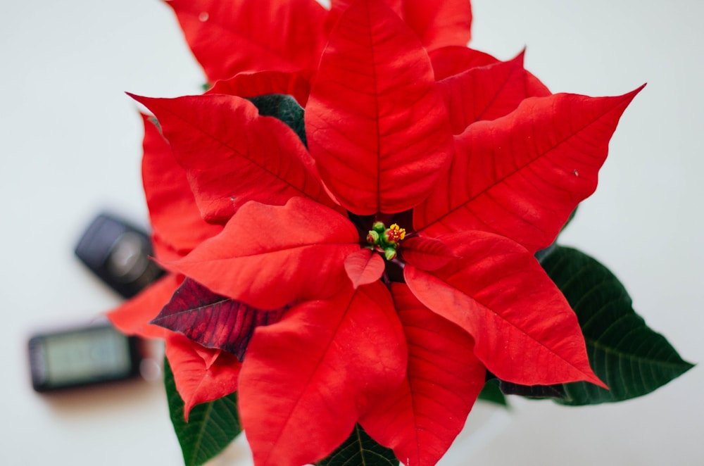 a red flower with green leaves