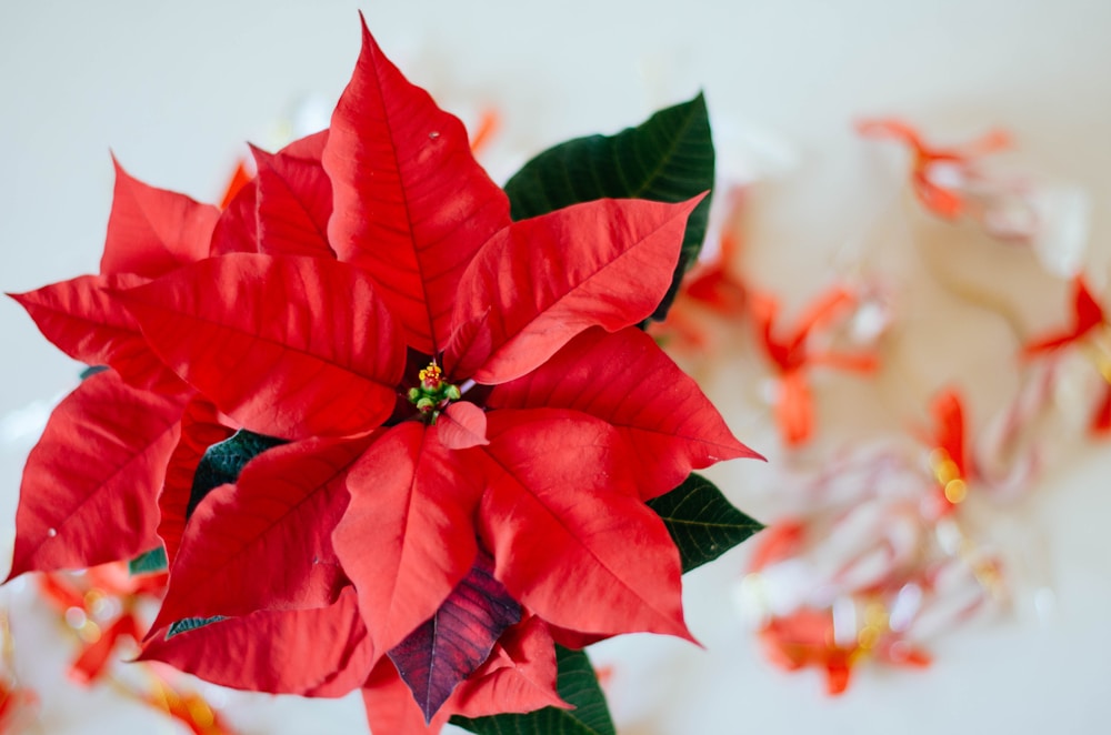 Poinsettia Medicinal Uses and Benefits: More Than Just a Holiday Decoration 1 poinsettia medicinal uses