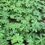 a field of green plants with lots of leaves