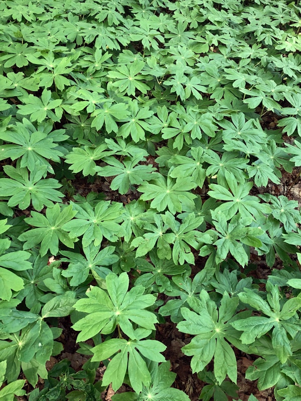 a field of green plants with lots of leaves