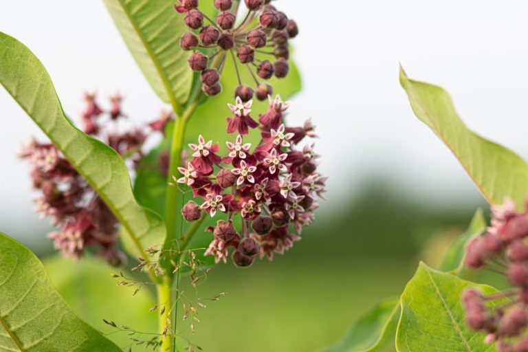 Exploring Milkweed Medicinal Uses: A Forgotten Herbal Remedy - The