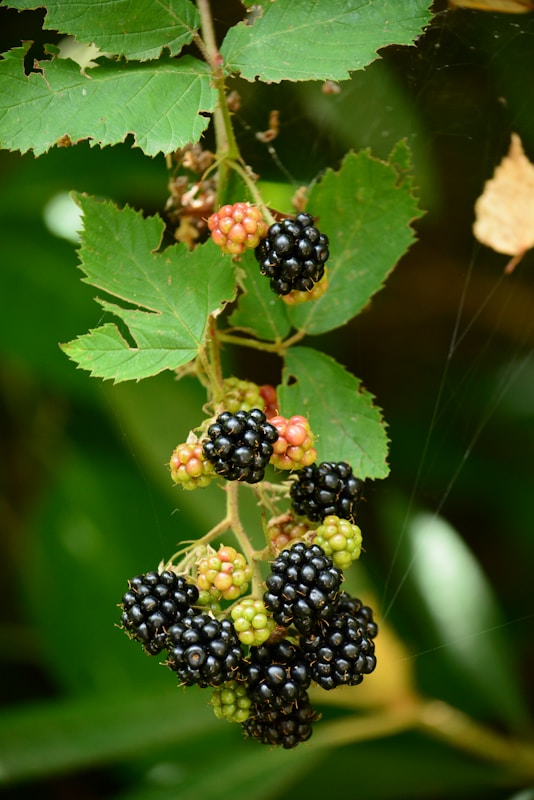Black Raspberry Benefits + Easy Ways to Add Them to Your Diet 1 Black Raspberry Benefits