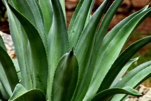 Century Plant Health Benefits: From Skin Care to Digestion Support