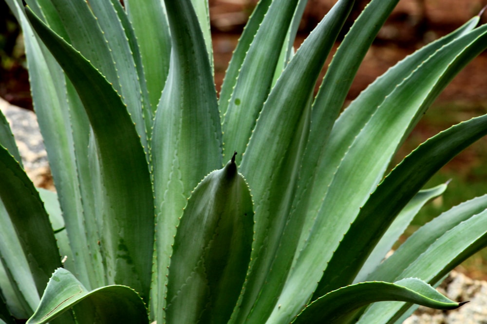 a close up of a plant with green leaves