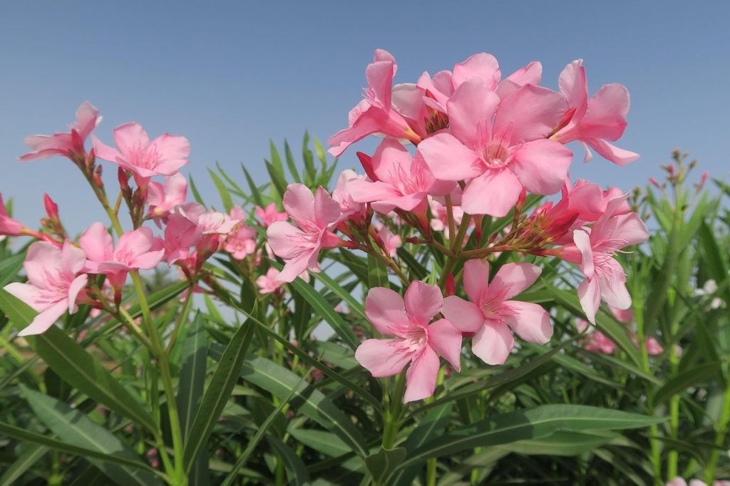 Medicinal Uses of Oleander: A Powerful Plant with Serious Risks 1 Oleander
