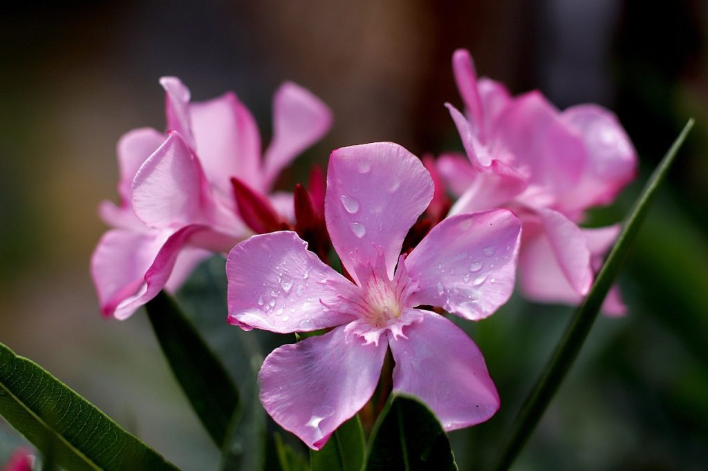 oleander, blossoms, ornamental shrub, poisonous, close up, oleander, oleander, oleander, oleander, oleander