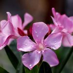 Home 10 oleander, blossoms, ornamental shrub, poisonous, close up, oleander, oleander, oleander, oleander, oleander