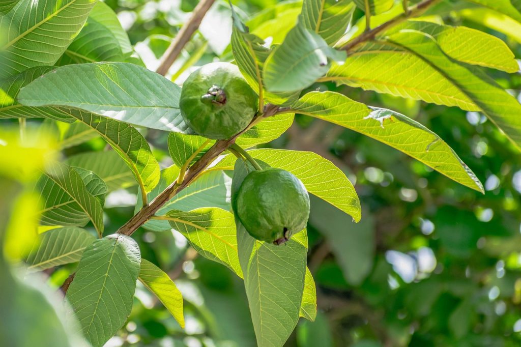 guava, fruit, plant, nature, tropical, healthy, green, natural, organic, vitamin, leaves, guava, guava, guava, guava, guava