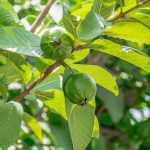 Home 11 guava, fruit, plant, nature, tropical, healthy, green, natural, organic, vitamin, leaves, guava, guava, guava, guava, guava