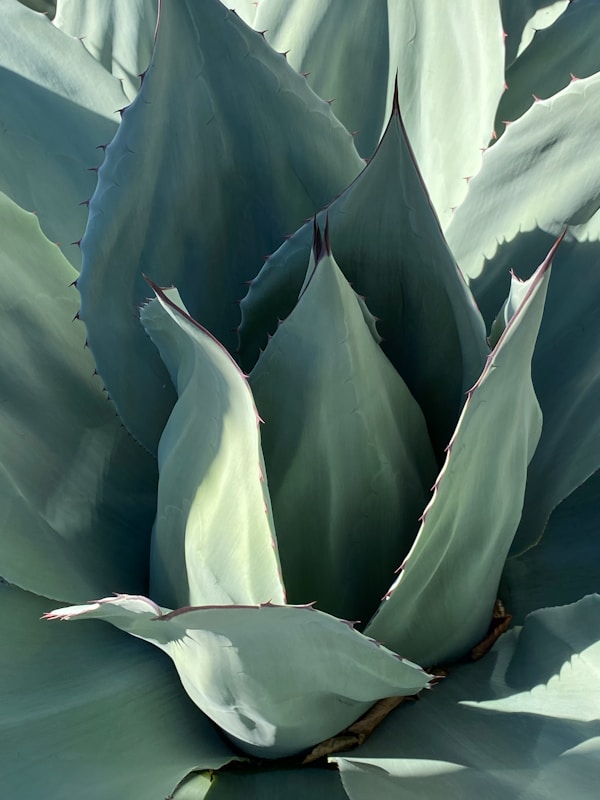 Century Plant Health Benefits: From Skin Care to Digestion Support 5 Traditional Uses of the Century Plant