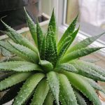 Home 11 green Aloe Vera plant