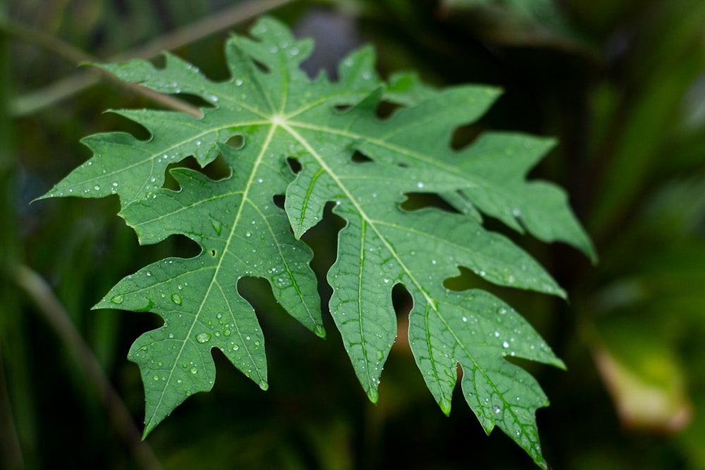 10 Powerful Papaya Leaf Juice Benefits Backed by Science 3 Enhances Hair Health