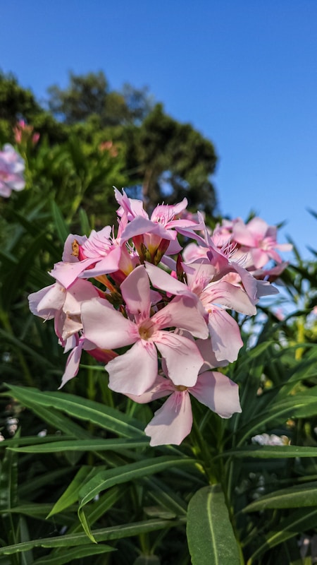 Medicinal Uses of Oleander: A Powerful Plant with Serious Risks 5 Oleander in Herbal Medicine
