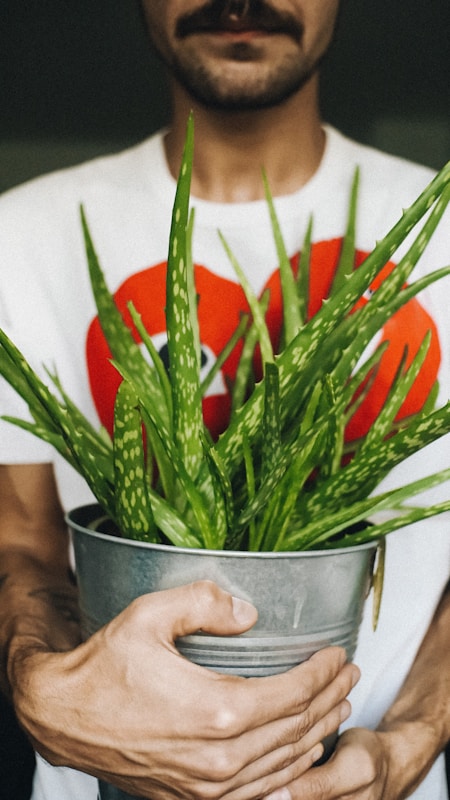 10 Powerful Aloe Vera Benefits on Face You Should Know Today 3 a man holding a potted plant in his hands