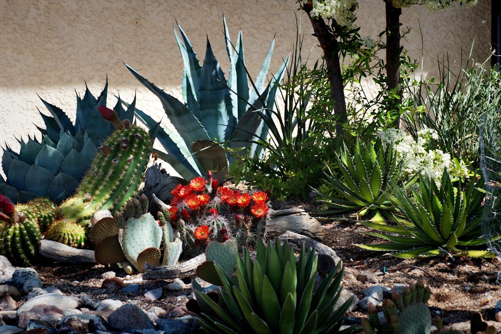 Century Plant Health Benefits: From Skin Care to Digestion Support 1 Century Plant