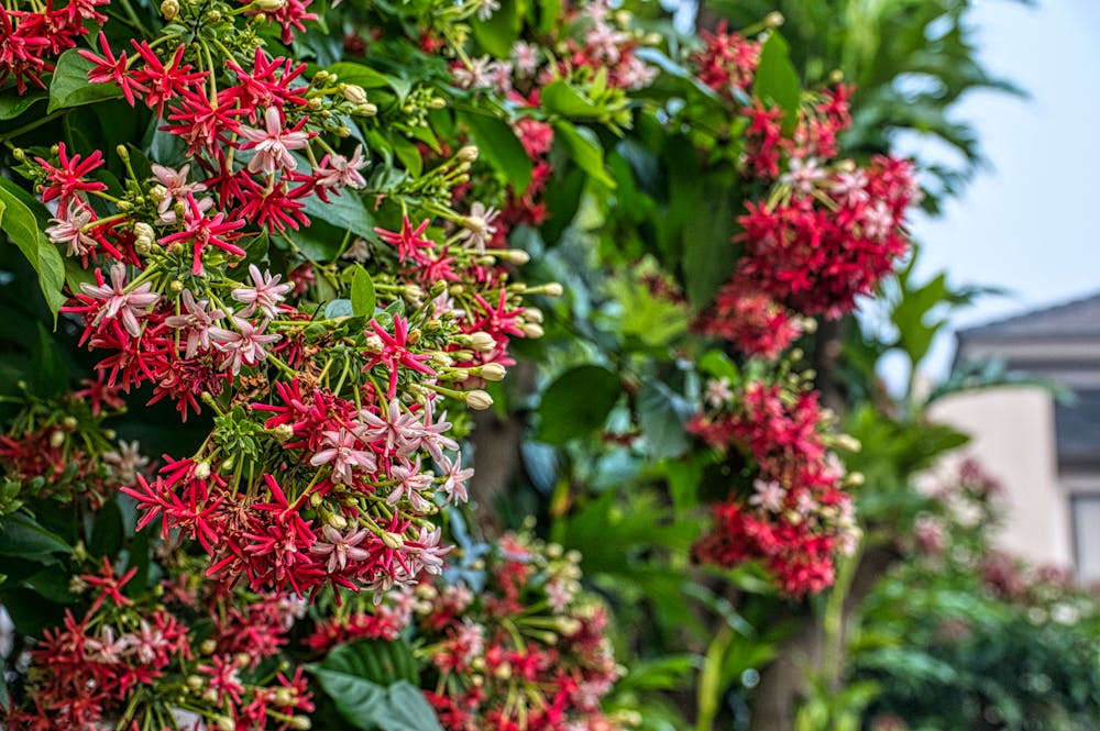 Rangoon Creeper Benefits: A Natural Remedy for Health and Wellness 1 Rangoon Creeper Benefits