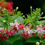 Home 15 flowers, rangoon creeper, garden, flower background, bloom, beautiful flowers, blossom, petals, flower wallpaper, flora, plants, leaves, fragrant, nature