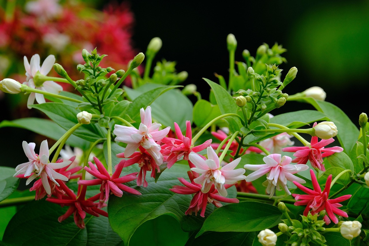 Rangoon Creeper Benefits: A Natural Remedy for Health and Wellness 3 Rangoon Creeper Benefits: A Natural Remedy for Health and Wellness