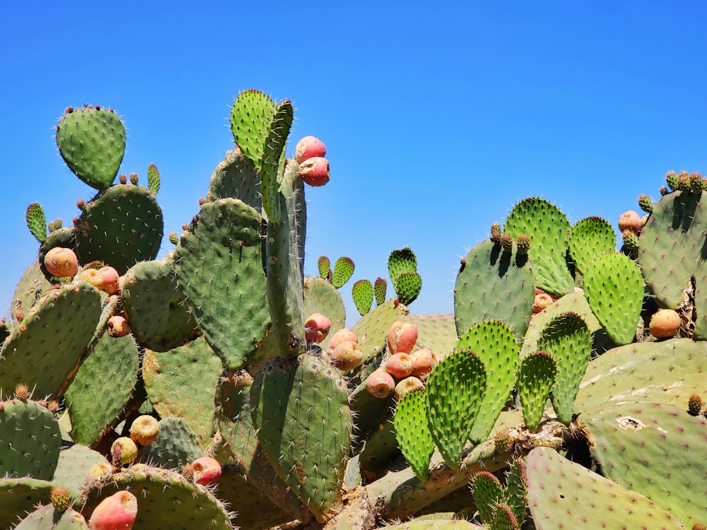 Prickly Pear Recipes: Unique, Healthy, and Delicious Ways to Use This Exotic Fruit 3 green cactus plants \ prickly pear