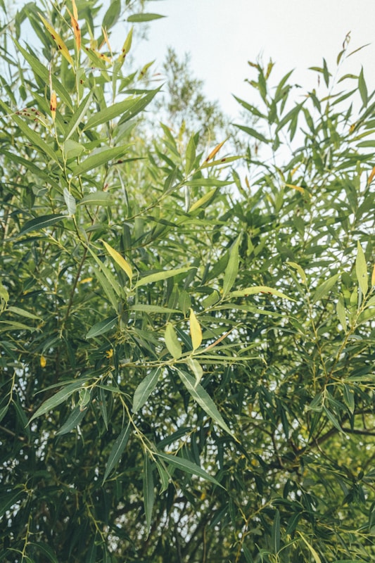 green plant under blue sky during daytime | black oil plan