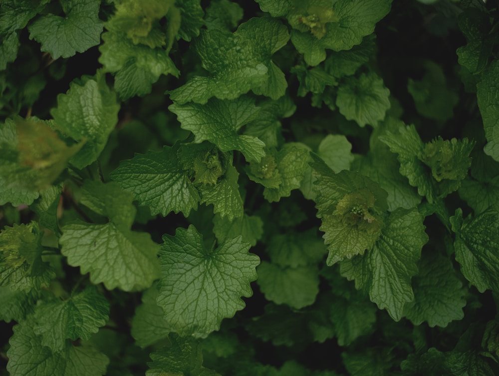 a close up of a bunch of green leaves | mustard leaves