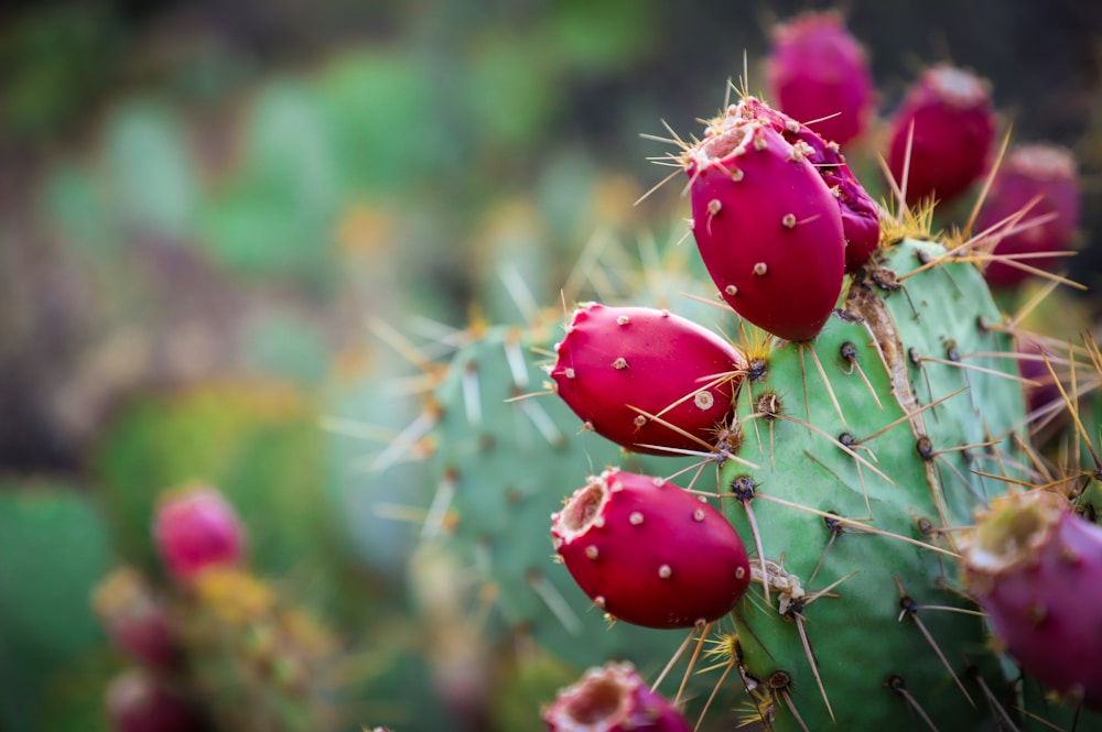red and green cactus | recipes you can make from prickly pear