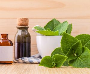 Country Borage Medicinal Uses: Powerful Benefits of This Healing Herb