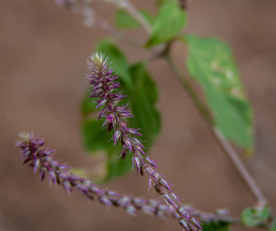 Top Prickly Chaff Flower Medicinal Uses You Should Know About 1 Prickly Chaff Flower Medicinal Uses