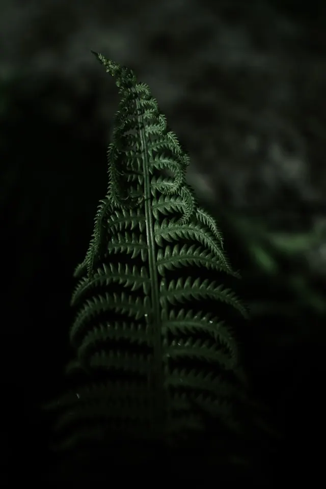 Maidenhair Fern Benefits & Care: How to Grow the Elegant Adiantum Plant Indoors 1 benefits of maidenhair fern