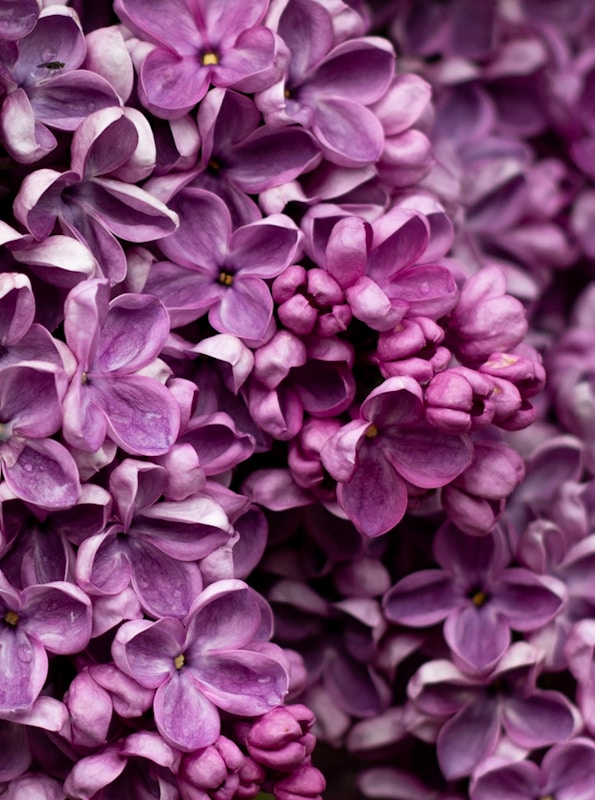 Persian Lilac vs Common Lilac: How to Tell Them Apart & Which One to Grow 1 macro photography of purple flower | persian lilac