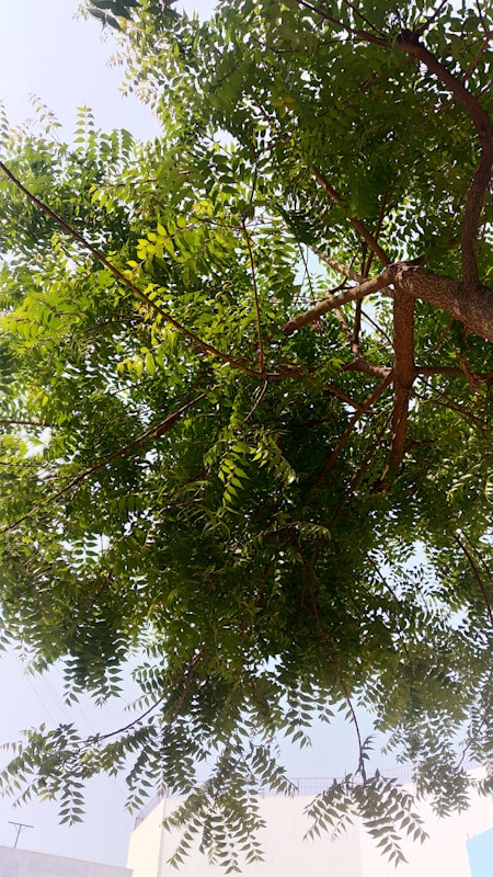 a bird is perched on a tree branch | 10 facts about neem tree