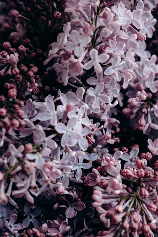 Close-up photo of delicate lilac flowers.