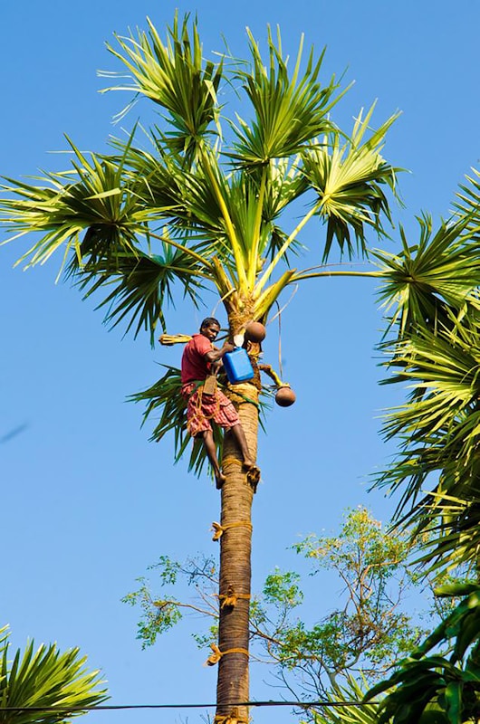 Palmyra Palm Uses: Why This Tree Is Called the ‘Tree of Life’ 1 Palmyra Palm Uses