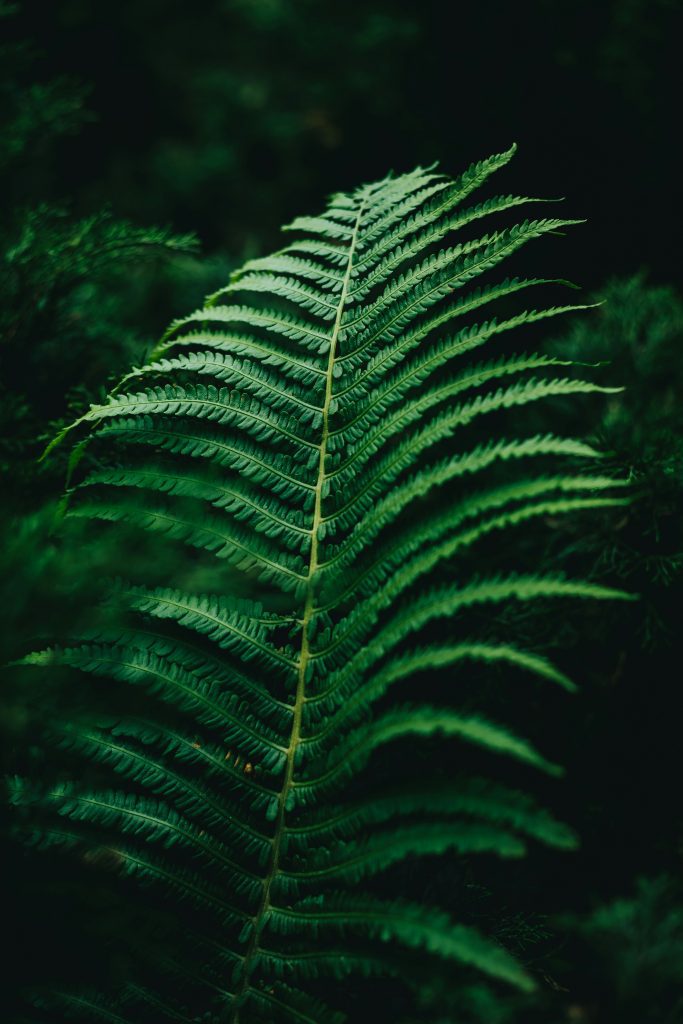 maidenhair fern